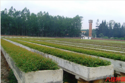 苗木繁育及種植技術(shù)介紹